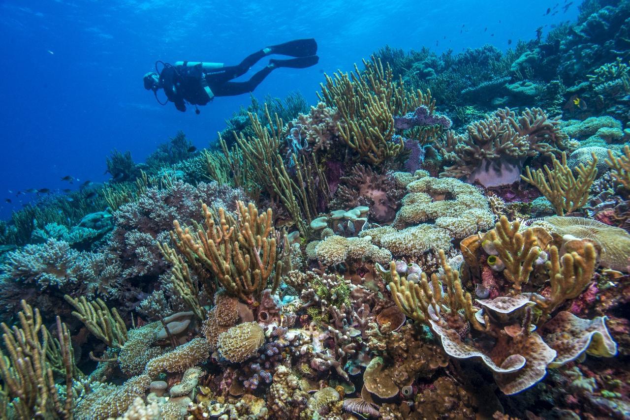 Atauro Dive Resort Beloi المظهر الخارجي الصورة