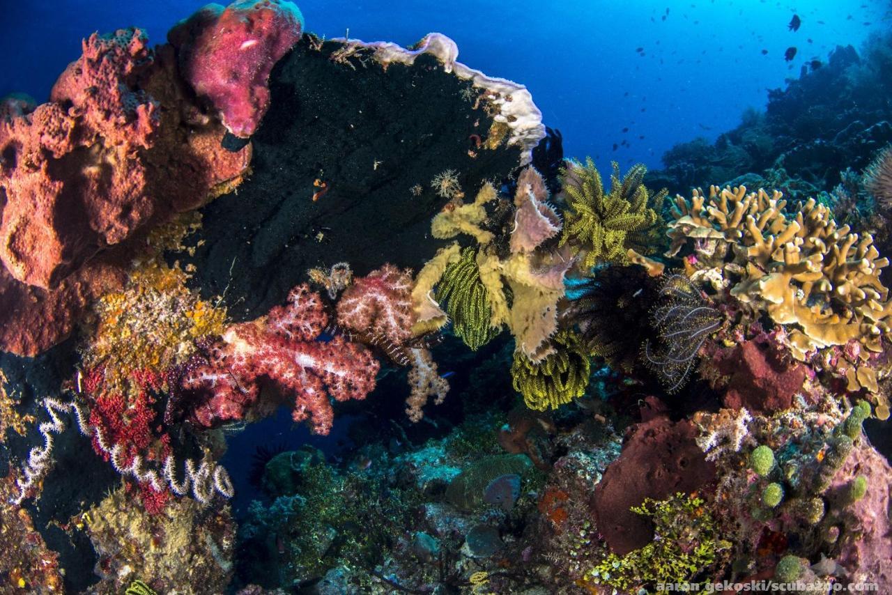 Atauro Dive Resort Beloi المظهر الخارجي الصورة