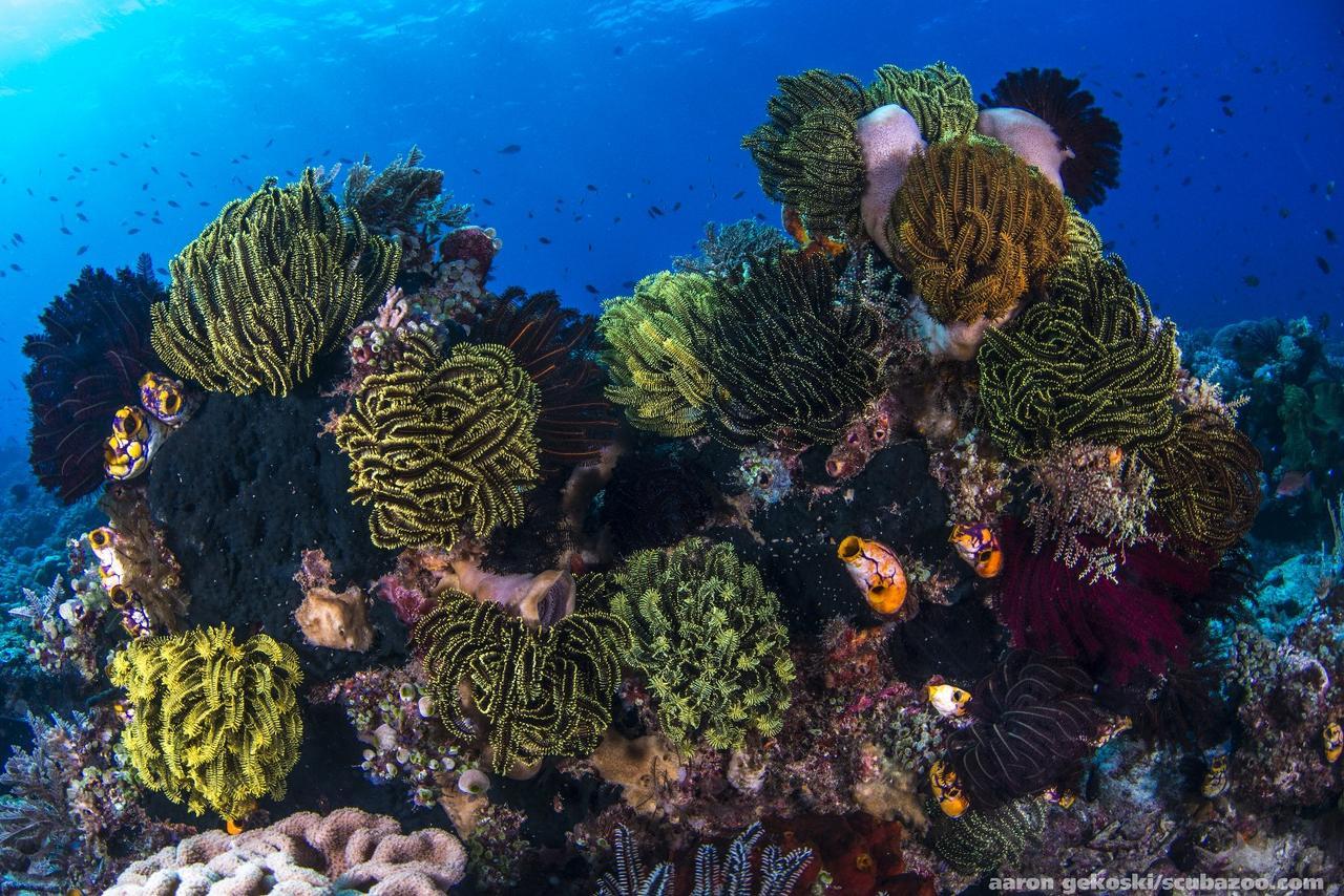 Atauro Dive Resort Beloi المظهر الخارجي الصورة